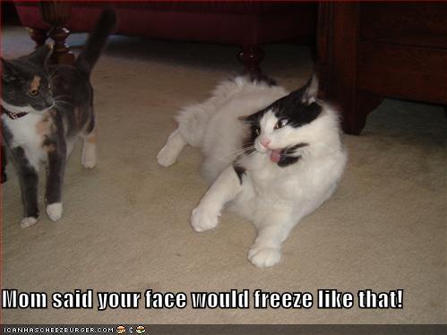 funny-pictures-broken-faced-cat
