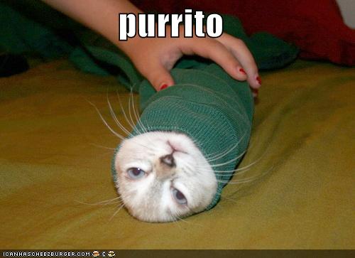 funny-pictures-cat-shirt-sleeve-burrito