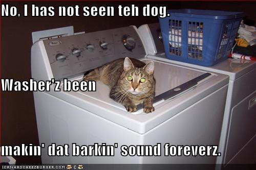 funny-pictures-cat-washing-machine-dog