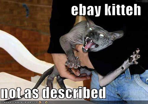 funny-pictures-crazy-ebay-cat