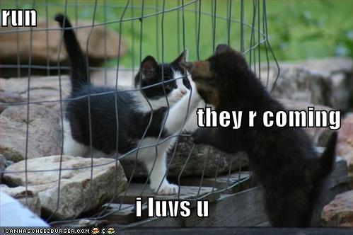 funny-pictures-cute-kittens-cage