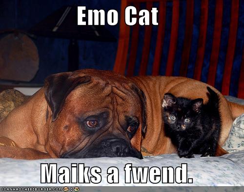 funny-pictures-emo-cat-emo-dog-friends