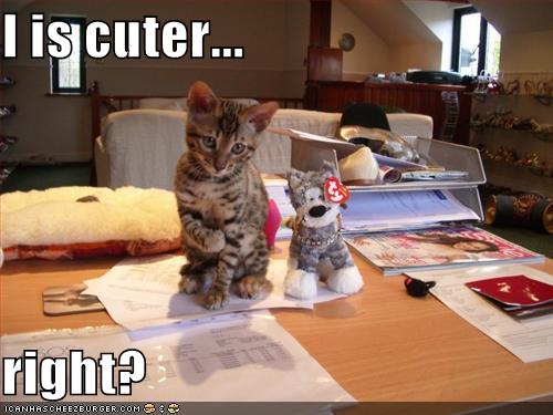 funny-pictures-kitten-cuter-than-stuffed-animal