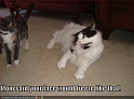 funny-pictures-broken-faced-cat