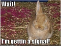funny-pictures-bunny-rabbit-antennae7