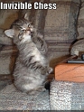 funny-pictures-cat-plays-invisible-chess