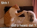 funny-pictures-cat-quiets-dog