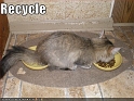 funny-pictures-cat-recycles-food
