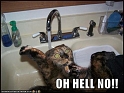 funny-pictures-cat-scared-sink-water1