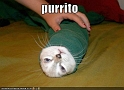 funny-pictures-cat-shirt-sleeve-burrito