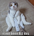 funny-pictures-cat-wii-excuse