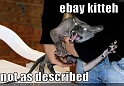 funny-pictures-crazy-ebay-cat