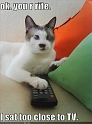 funny-pictures-cross-eyed-tv-cat