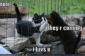 funny-pictures-cute-kittens-cage