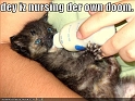 funny-pictures-doom-kitten-nursing-bottle