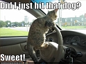 funny-pictures-driving-cat-hits-dog