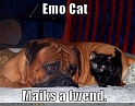 funny-pictures-emo-cat-emo-dog-friends
