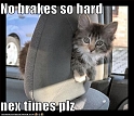 funny-pictures-kitten-car-seat1