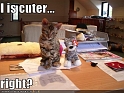 funny-pictures-kitten-cuter-than-stuffed-animal