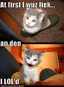 funny-pictures-kitten-shoe-loled