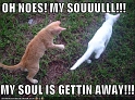 funny-pictures-kitten-soul-escapes