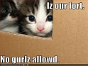 funny-pictures-kittens-cardboard-fort