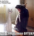 funny-pictures-loud-cat-pickup-line