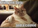 funny-pictures-orange-jabba-cat